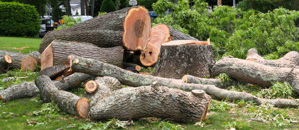 How Our Tree Care Process Works  in  Anchorage, KY